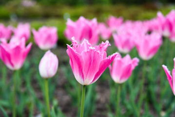 Close view of pink fringed tulip Fancy Frills also known as Dallas, white feathered edges and green foliage create elegant spring garden detail.