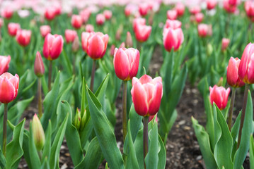 Soft pink Darwin-hybrid tulips blooming in spring, lush green leaves, close-up field view, serene garden moment.