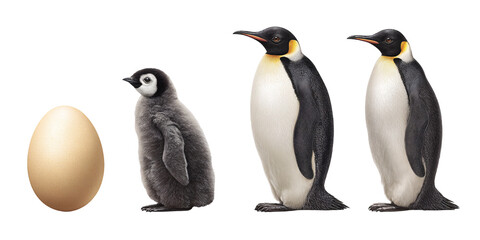 Obraz premium Emperor penguin life cycle showing egg, chick, and adult penguins on a black background Concept of animal development, wildlife, and antarctic nature