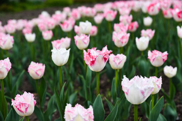 Fringed tulips Cool Crystal and Aria Card bloom in spring garden, white petals with soft pink tips and lace edges create elegant fresh field scene.