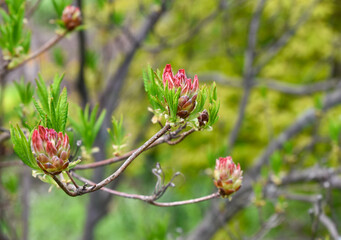 Close up of rhododendron buds in early spring with fresh green leaves, soft natural background, seasonal awakening of nature in the forest.