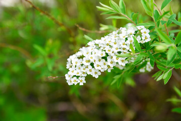 Close up of white blossoms of Spiraea prunifolia with fresh green leaves in spring garden, delicate small flowers in natural outdoor setting.