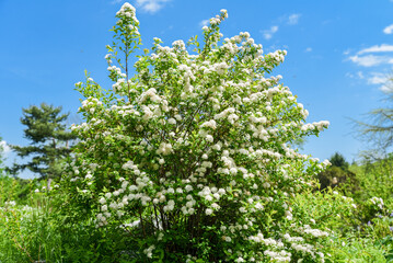 Blooming Spiraea chamaedryfolia shrub with white flowers in a spring garden under clear blue sky, full of fresh green foliage.