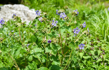 Geranium pratense bush in Primorsky Krai with many violet blue blossoms and leafy stems, creating a lush display of wild summer flora.