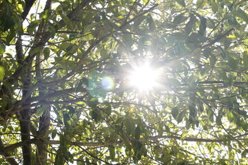 sunlight filtering through the trees