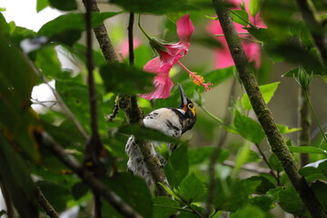 Ornate Melidectes (Melidectes torquatus)