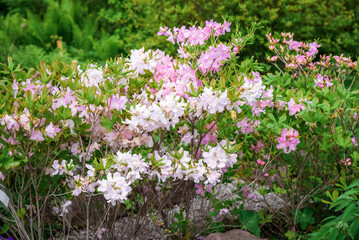 Blooming Rhododendron schlippenbachii with soft pink and white flowers covering the entire shrub. Lush spring display of elegant garden beauty in full bloom.
