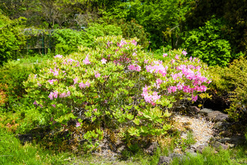 Blooming rhododendron bush with bright pink flowers in a lush green garden on a sunny spring day, symbol of beauty and seasonal renewal of nature.