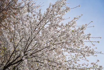 Beautiful cherry blossoms in full bloom under the blue spring sky in Shanghai, China. Delicate white petals create a serene and refreshing atmosphere.