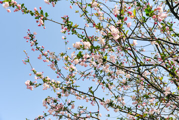A delicate pink Prunus subhirtella (Higan cherry tree) in full bloom against a bright blue sky during early spring in Shanghai, with its characteristic sakura-like flowers covering the branches