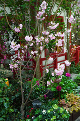 Cherry blossoms bloom in an Asian-style garden with vibrant foliage, red wooden structure, and lush greenery creating a peaceful spring setting.