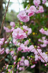 Close-up of delicate pink cherry blossoms in full bloom, symbolizing springtime beauty in an Asian garden setting.