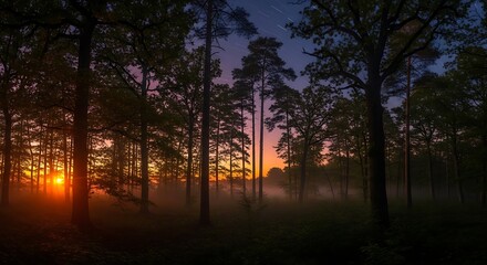 Naklejka premium Ethereal Forest Sunrise - A Misty Dawn in the Woods.