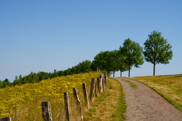 A Stunning Scenic Pathway Gently Winding Through Beautiful Golden Fields Beneath a Clear Blue Sky