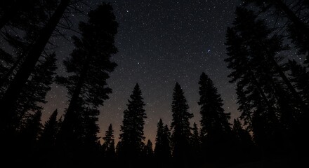 Fototapeta premium Silhouette of trees against starry night sky dark forest landscape