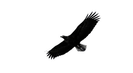Obraz premium Black silhouette of an eagle in flight isolated PNG with Transparent Background
