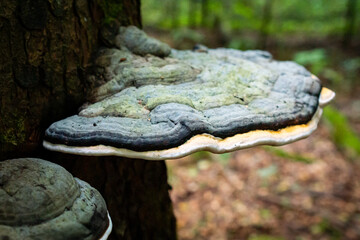 Close-up of large polypore fungus on tree trunk in forest