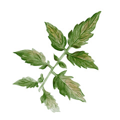 Tomato plant leaf. Large green leaf with veins and small details. Vegetable decor. Ripe harvest. Botanical watercolor illustration isolated from the background. Hand drawn.
