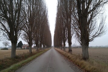 Autumn and Winter Tree-lined Road for Quiet Rural Highway Atmosphere