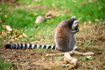 ring tailed lemur sitting on the ground