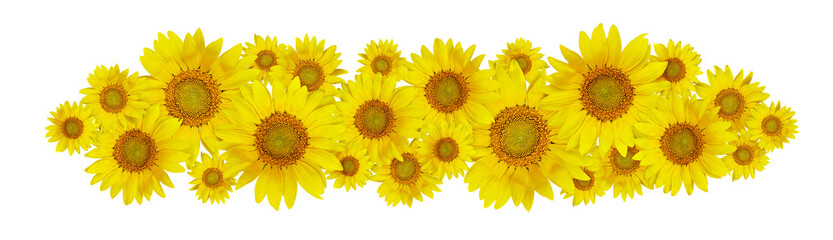 Yellow sunny sunflowers in a straight floral arrangement isolated on white or transparent background