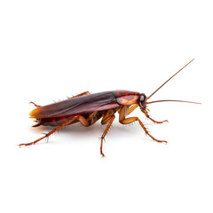 ultra realistic side profile of single cockroach isolated on white background