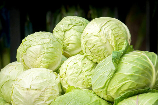 Group of green cabbages. Longlived Cabbage (Brassica hybrid cv. Pule), Chemical-free organic vegetable garden, Closeup of longlived cabbag plant background.					