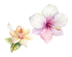 Tropical Hibiscus  Watercolor Combo isolated on white background © Tanvir Rana
