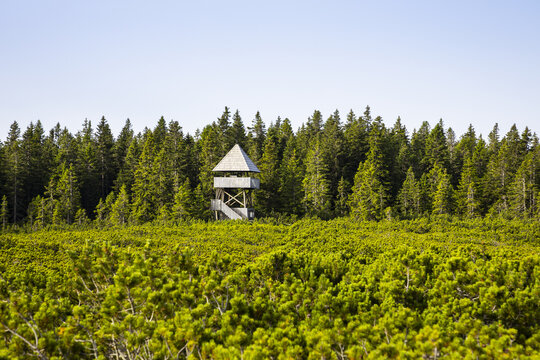View of a solitary wooden watchtower rises above a sea of vibrant green trees under a clear sky, a beacon amidst the lush landscape, Maribor, Ptuj, Slovenia.