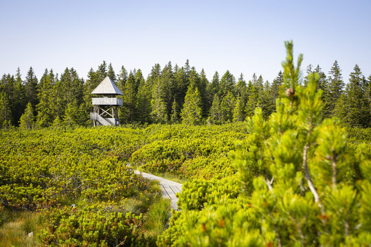 View of a wooden boardwalk winding through a vibrant green landscape towards a distant observation tower, Maribor, Ptuj, Slovenia.