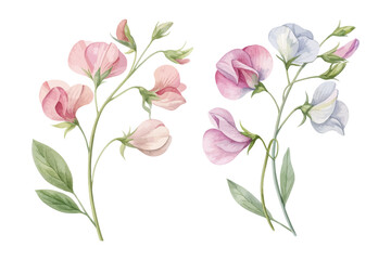 Sweet Pea Flowers Watercolor Illustration isolated on white background