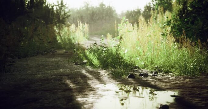 Golden rays illuminate the vibrant foliage lining a serene path. Water glistens on the ground, reflecting natures beauty in this peaceful, untouched landscape.