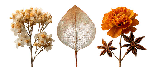 Isolated Botanical Illustrations of Dried Flowers and Leaves on Transparent Background