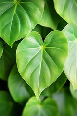 Close-Up of Lush Green Philodendron Leaves Showcasing Their Natural Beauty and Vibrant Freshness