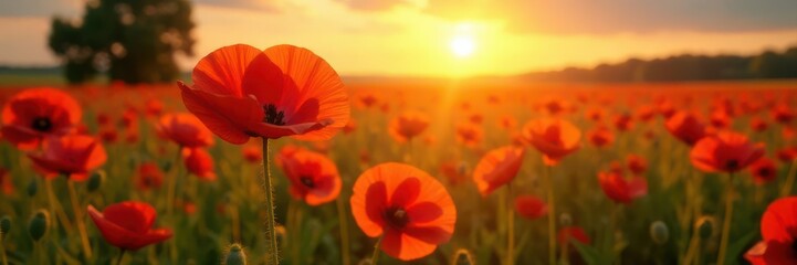 Golden sunset bathes vibrant poppy in serene field, wildflower, delicate