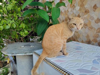 background of a yellow cat in front of the house