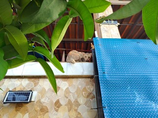 background of a yellow cat in front of the house