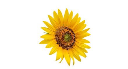 Fototapeta premium Vibrant yellow sunflower against a stark black background