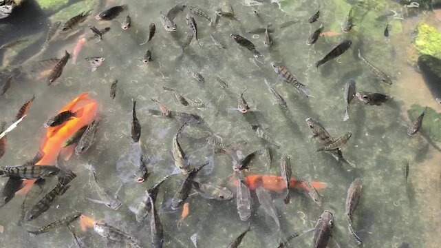 Fishes swimming in the water