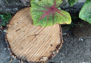 a piece of a tree trunk seen from above along with green leaves