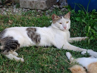 background of a black and white cat