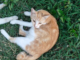 background of an orange cat relaxing