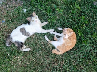 background of orange cat and black and white cat relaxing
