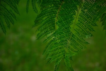 Delicate Green Fern Fronds with Soft Natural Light Creating Peaceful Forest Atmosphere