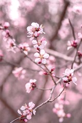 Soft Pink Peach Blossoms with Dreamy Bokeh Background - Delicate Spring Flowering Branches in Ethereal Atmosphere