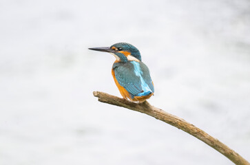 Kingfisher, male, on a branch