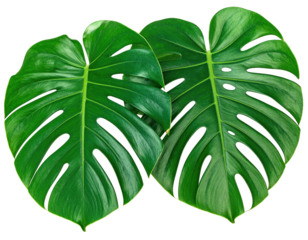 Two large, vibrant green Monstera deliciosa leaves against a stark black backdrop