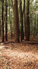 green woods panorama, natural landscape, forest in autumn, forest background
