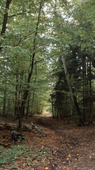 green woods panorama, natural landscape, forest in autumn, forest background
