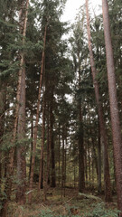 Fototapeta premium green woods panorama, natural landscape, forest in autumn, forest background 
